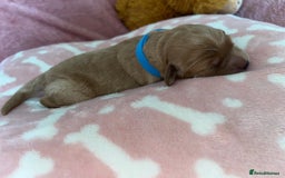 Cockapoo dogs for sale: 🌸3 gorgeous chunky Cockapoo puppy’s 🌸 - Image 9