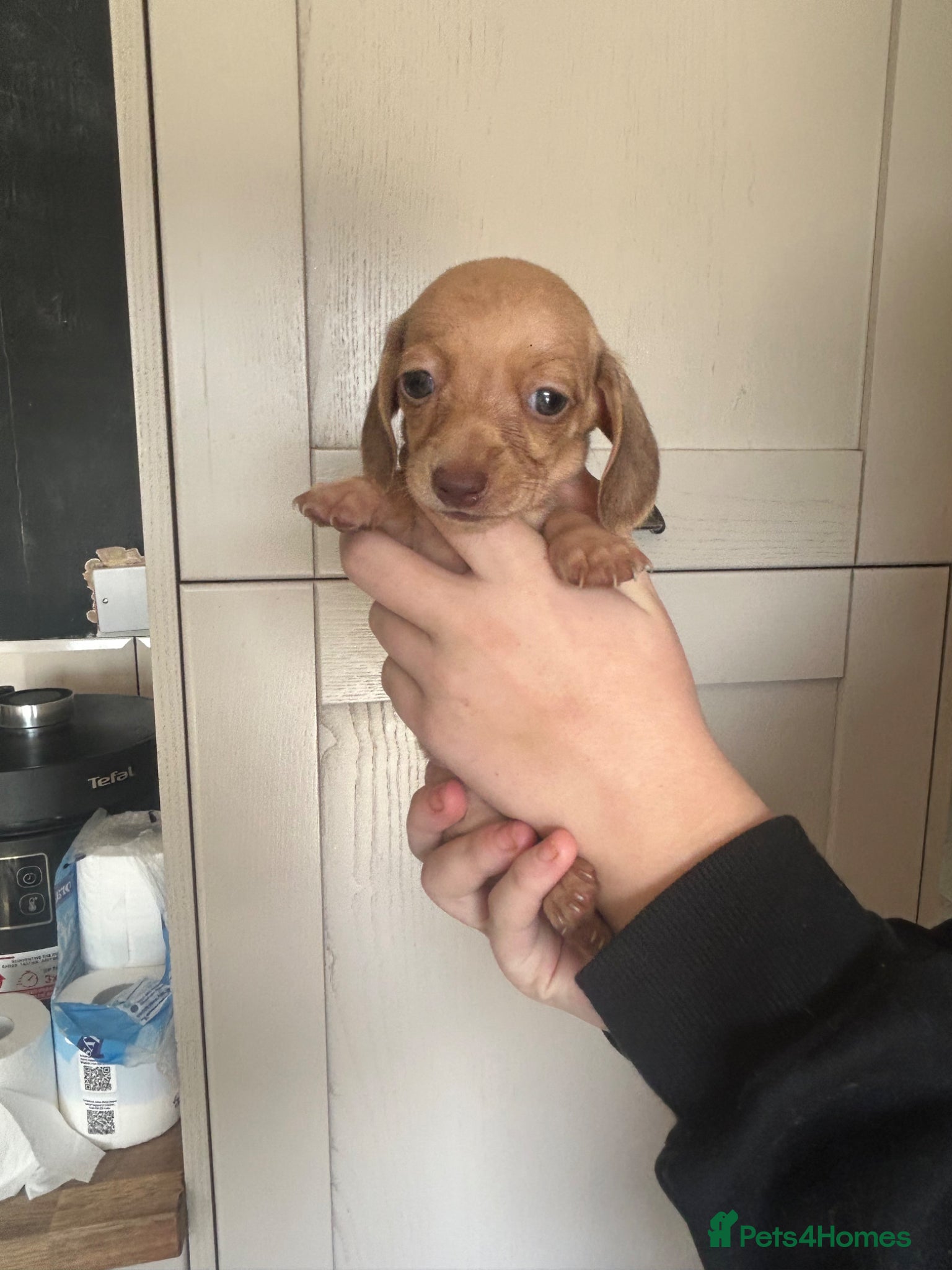 Miniature Dachshund Puppy 4