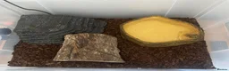 Python Snake reptiles for sale: Banana pied royal python  in Hull - Advert 7