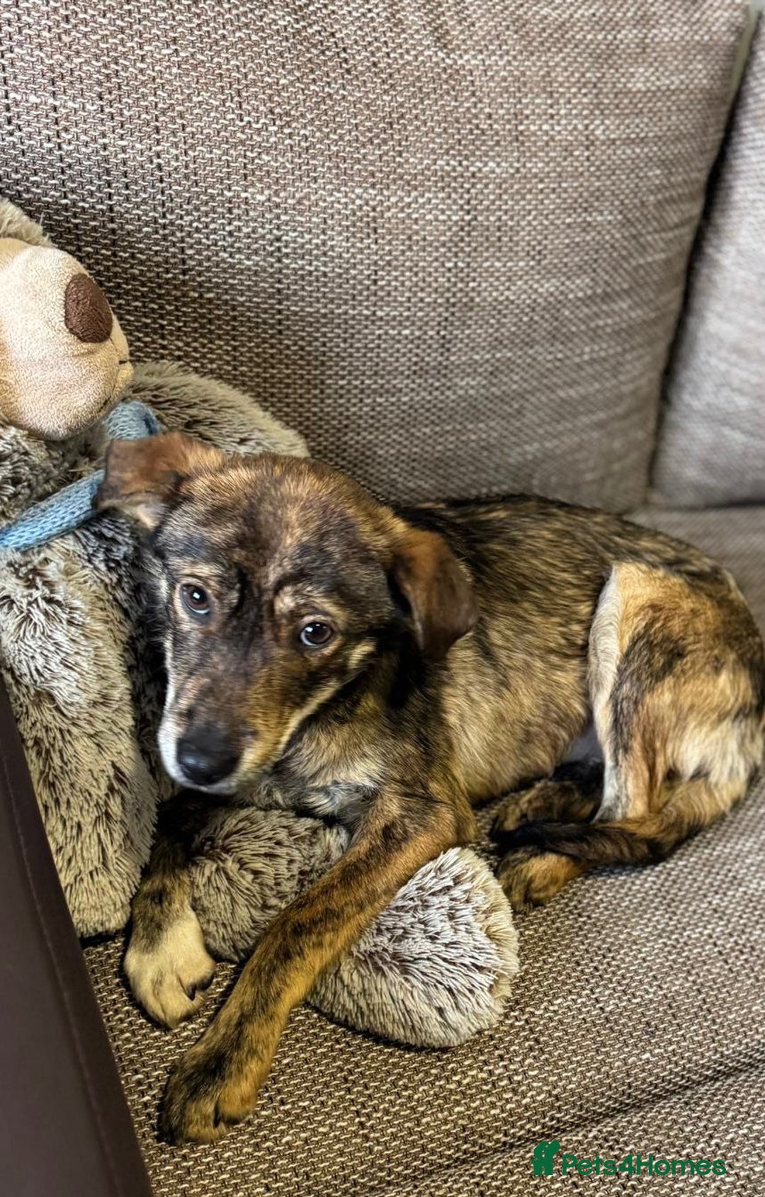 Mixed Breed dogs for adoption: Beautiful Bella needs her special home - Advert 19