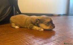 Mixed Breed dogs for sale: Maltese x JackChi Puppies - Ready to Reserve - Advert 2