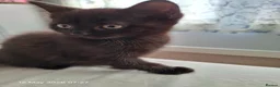 Mixed Breed cats for sale: Black kitten - Advert 4
