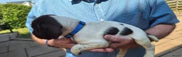 Mixed Breed dogs for sale: Lovely marked GWP / ESS puppies for sale  in Dalkeith - Advert 2