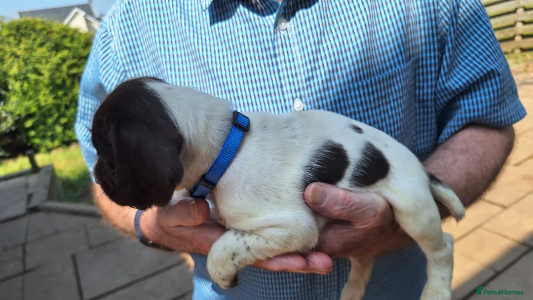 Mixed Breed dogs for sale: Lovely marked GWP / ESS puppies for sale  in Dalkeith - Advert 2
