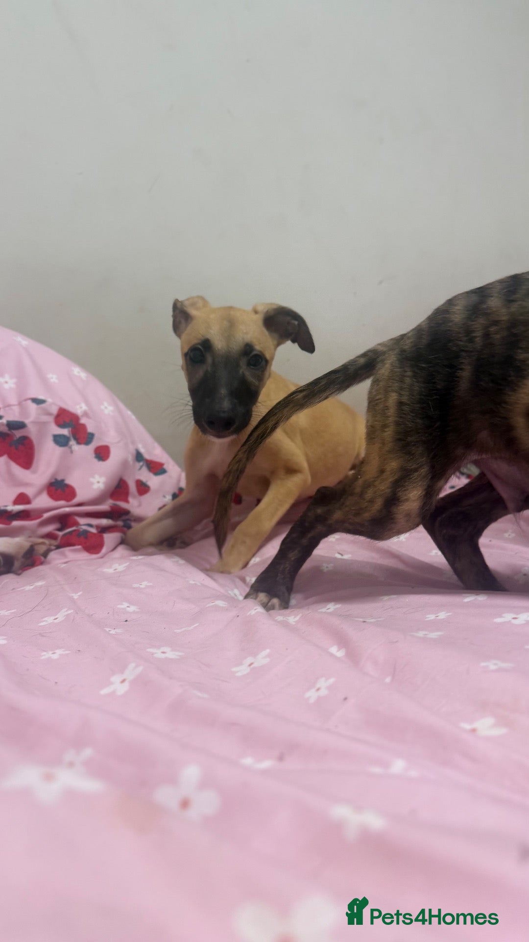 Whippet dogs WHIPPET PUPPIES  - Advert 2