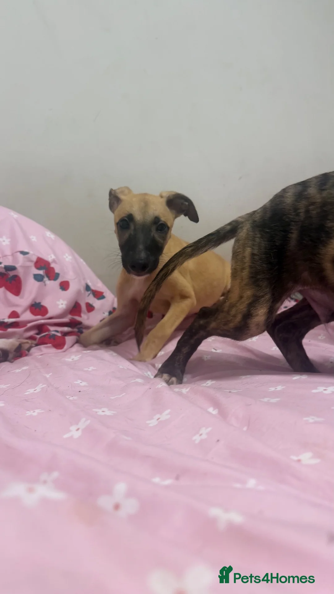 Whippet dogs for sale: WHIPPET PUPPIES  - Advert 1