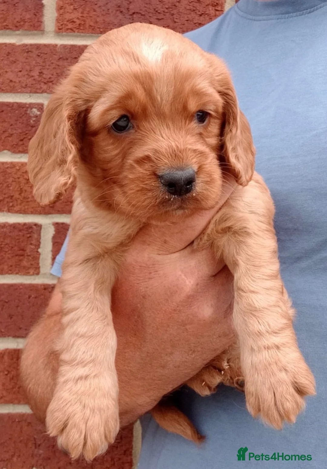 Cockapoo dogs for sale: Girl cockapoo - Advert 7