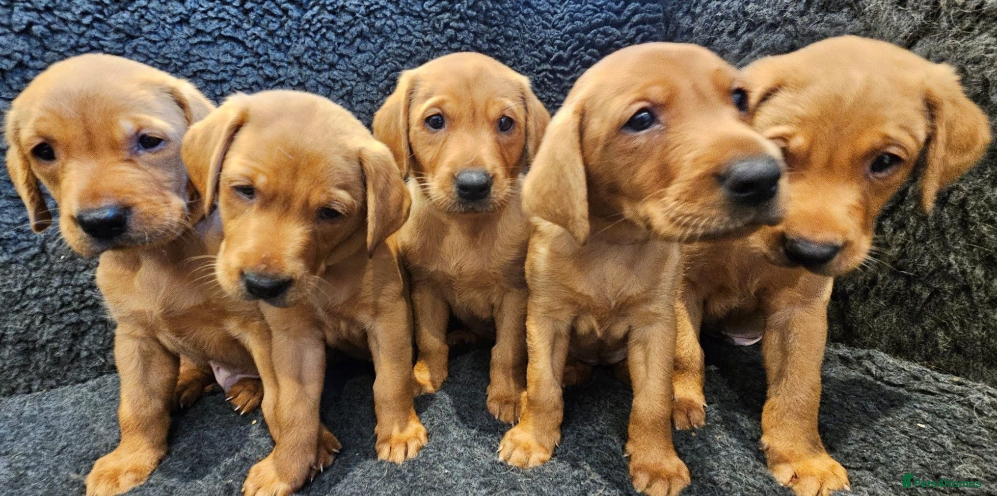 Labrador Retriever dogs Stunning Red Fox Labs : Health Checked-KC Reg-FTCH - Advert 4