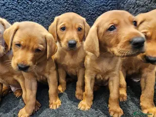 Labrador Retriever dogs Stunning Red Fox Labs : Health Checked-KC Reg-FTCH - Advert 4