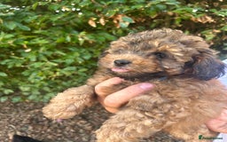 Cavapoo dogs for sale: Fully health tested Beautiful F1BB Cavapoo puppies - Image 10
