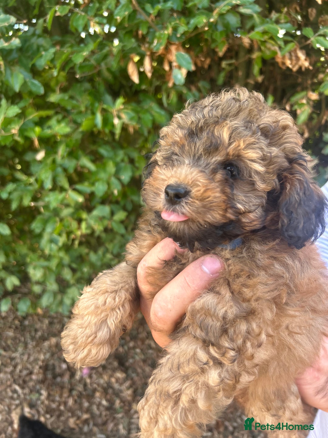 Cavapoo dogs for sale: Fully health tested Beautiful F1BB Cavapoo puppies - Image 10