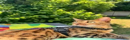 Bengal cats for sale: 2 Year Old Friendly Bengal Female  in London - Advert 1