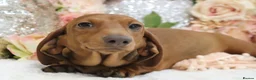 Dachshund dogs for sale: KC Miniature Dachshund Puppies - Advert 18