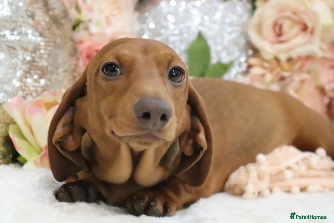 Dachshund dogs for sale: KC Miniature Dachshund Puppies - Advert 18