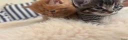 Mixed Breed cats for sale: Beautiful tabby kittens - Advert 15