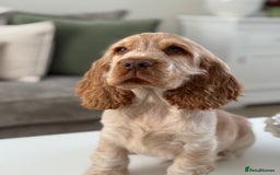 Cocker Spaniel dogs for sale: Show type cocker spaniels 🐶 ready now 🐶 - Image 4
