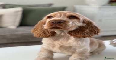 Cocker Spaniel dogs - Advert 3