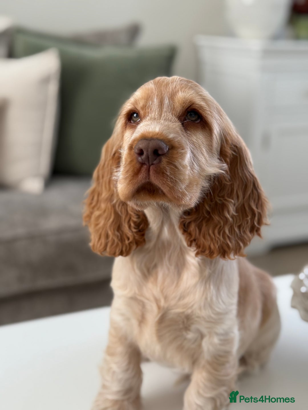 Cocker Spaniel dogs for sale: Show type cocker spaniels 🐶 ready now 🐶 - Image 4