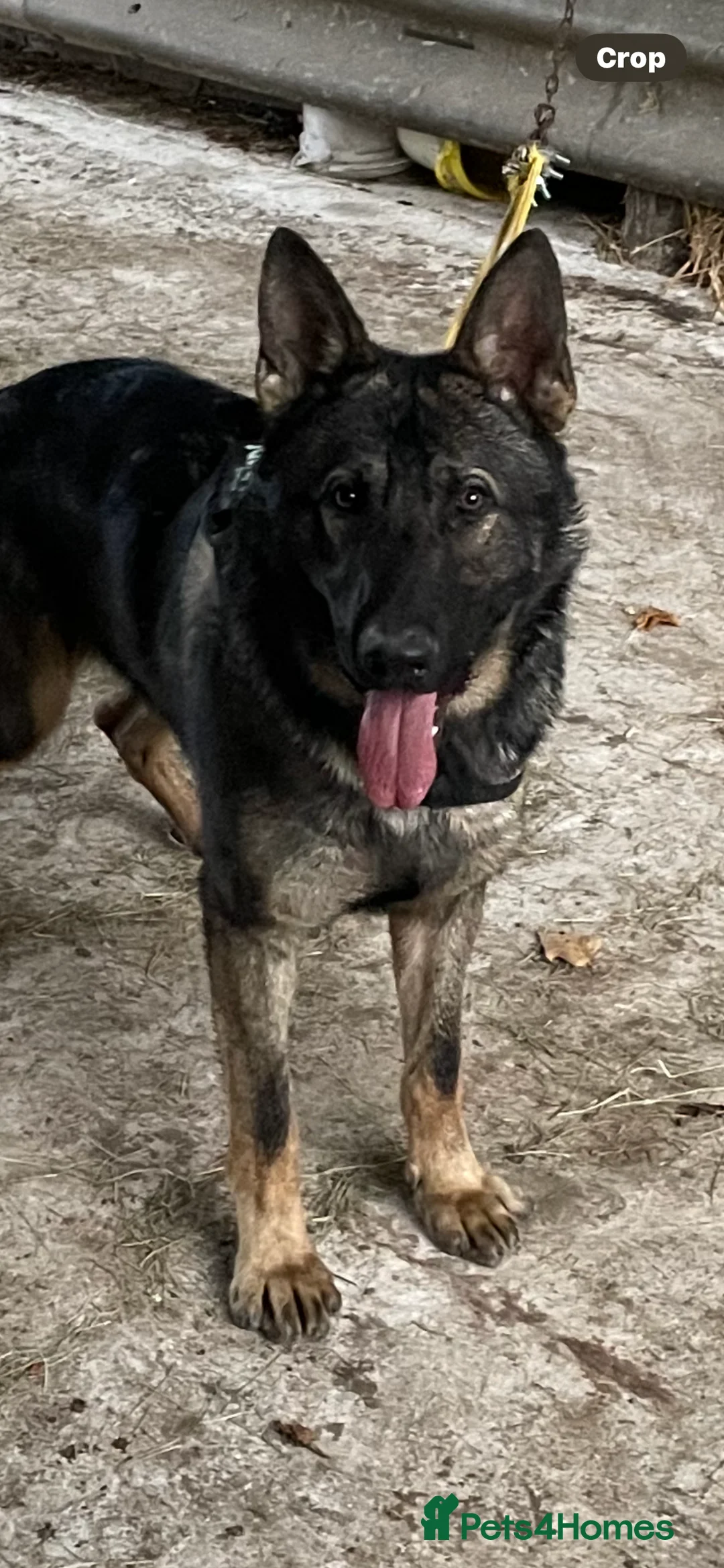 German Shepherd dogs for sale: German Shepherd (KC Reg) - Advert 2