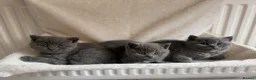 British Shorthair cats for sale: British short hair kitten  - Advert 6