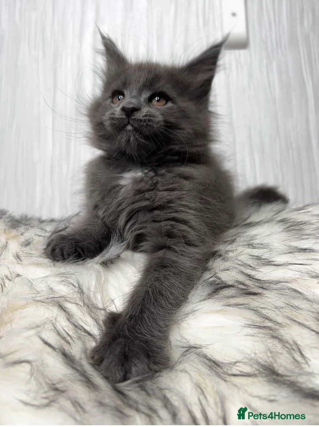 Maine Coon cats for sale: Maine coon last blue girl available 💜 - Advert 5