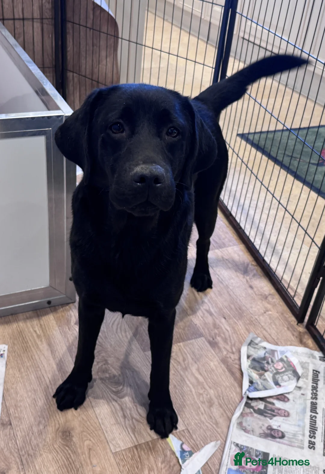 Labrador Retriever dogs for sale: Quality KC Reg Labrador Retriever Adult Bitch - Advert 4