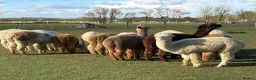 Alpaca livestock for sale: Variety of quality Females  - Advert 10