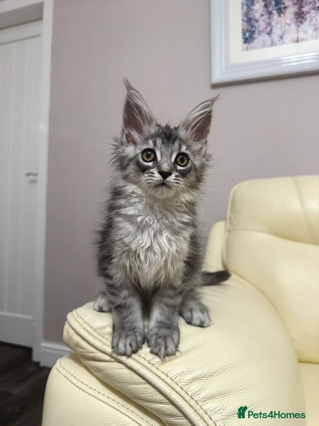 Maine Coon cats for sale: MaineCoonKitten🏆20+gen🧬Outstadning Full Pedigree - Advert 27
