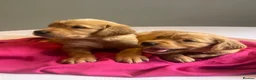 Golden Retriever dogs for sale: KC Fox Red Golden Retriever Puppies  - Advert 19
