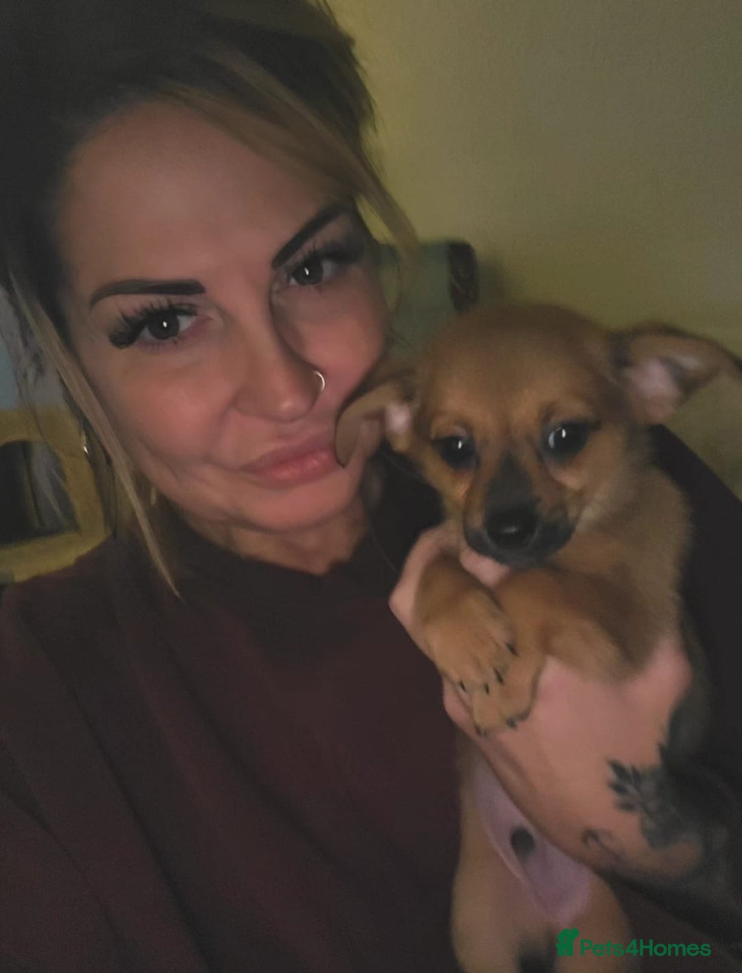 Mixed Breed dogs for sale: 2 Little Dameranian Fluff Ball Boys Left - Advert 2