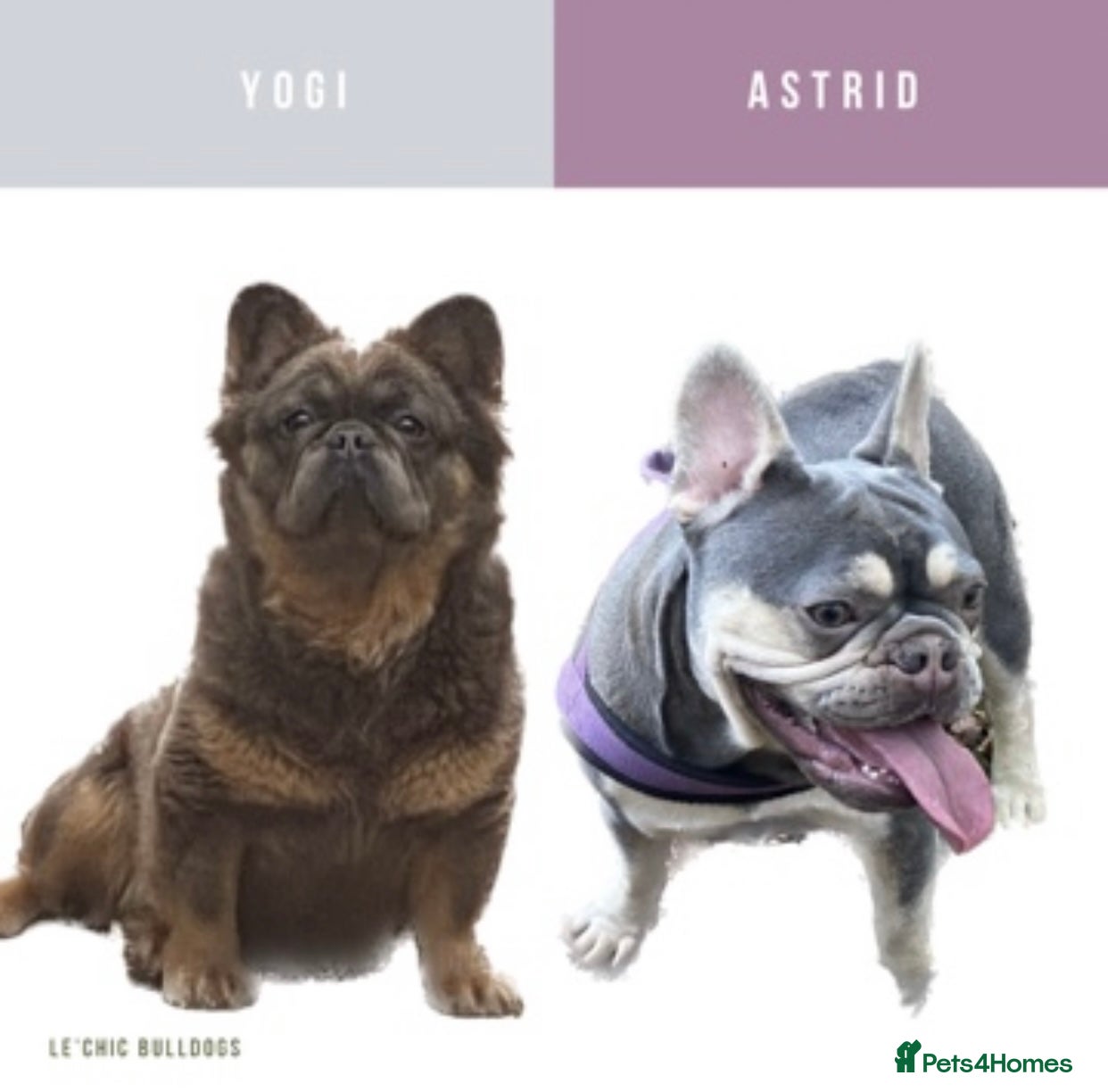 French Bulldog dogs NEW LUXURY FRENCHIES 3 x GIRLS 4 x BOYS - Advert 6