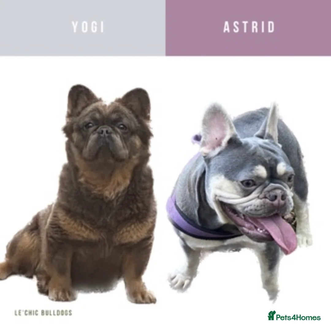 French Bulldog dogs for sale: NEW LUXURY FRENCHIES 3 x GIRLS 4 x BOYS - Advert 1