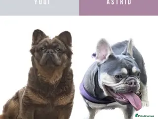 French Bulldog dogs NEW LUXURY FRENCHIES 3 x GIRLS 4 x BOYS - Advert 6