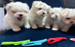 Maltese dogs for sale: Korean Maltese - 2 boys available  - Advert 12