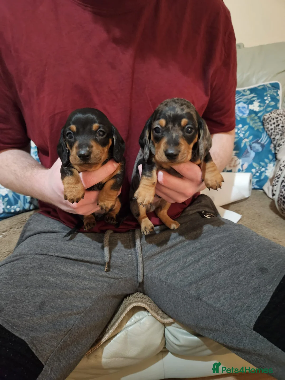Miniature Dachshund dogs for sale: Stunning miniature dachshund puppies  - Advert 6