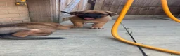 Mixed Breed dogs for sale: Douge De Bordeaux X German Shepard's - Advert 5