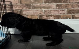 Cockapoo dogs for sale: F1b cockapoo pups  - Advert 6