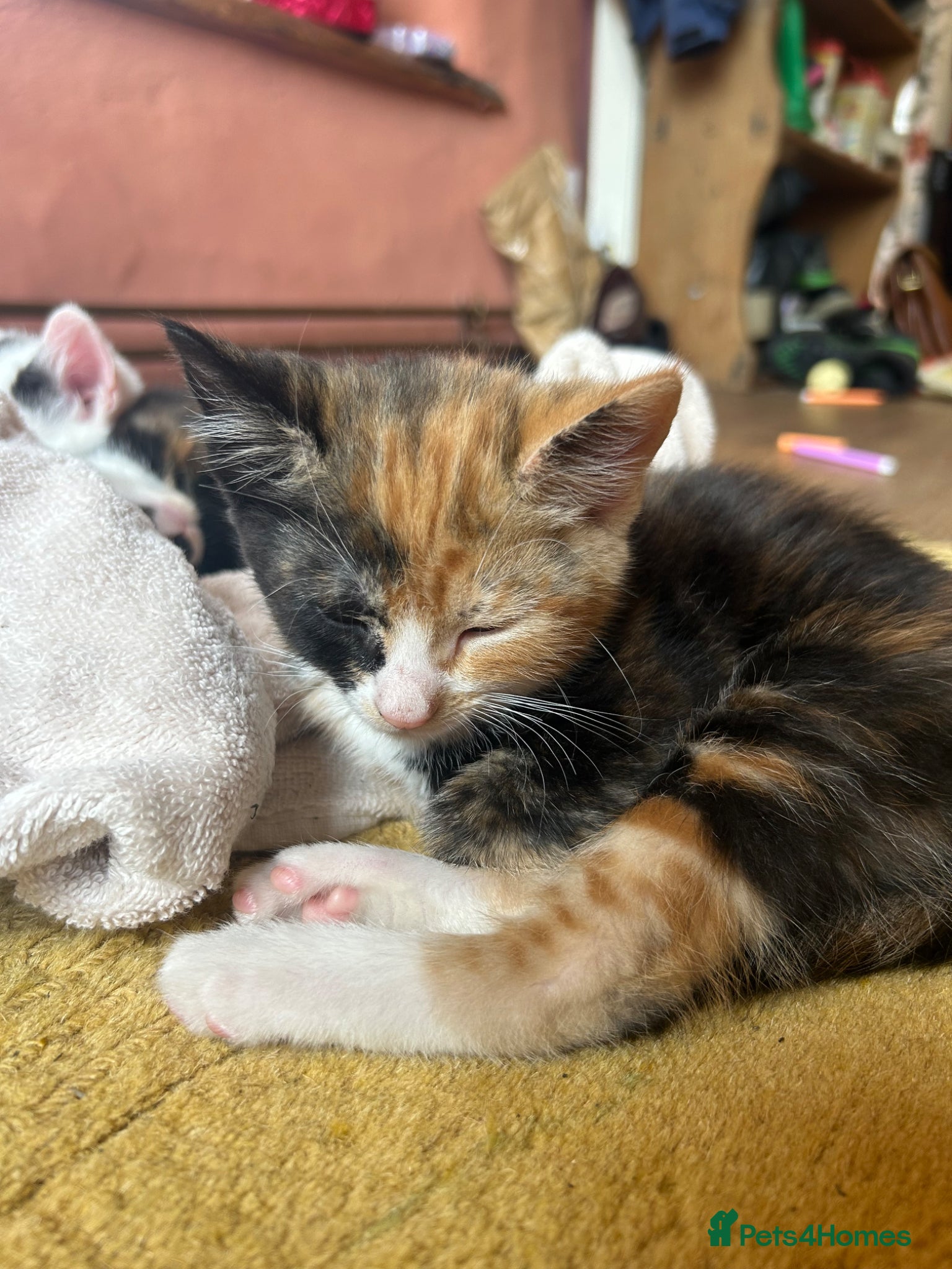 Mixed Breed cats Gorgeous Ginger, black & white female kitten - Advert 4