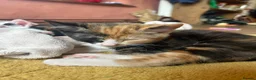 Mixed Breed cats for sale: Gorgeous Ginger, black & white female kitten in Clynderwen - Advert 1