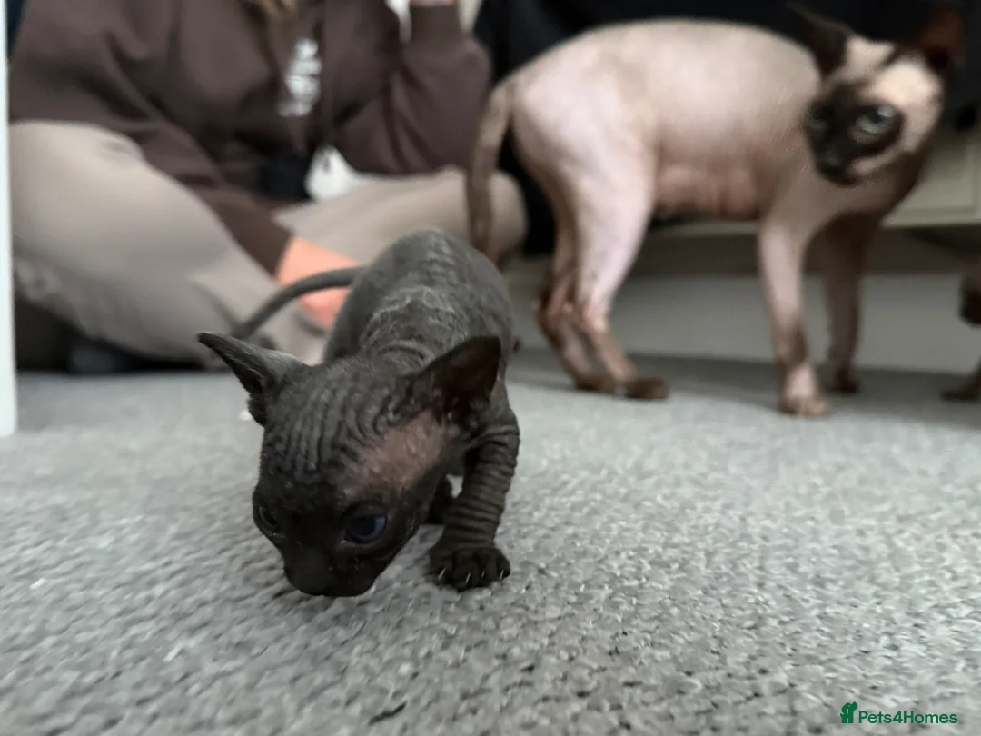 Sphynx cats for sale: 2 girl sphinx kittens - Advert 2