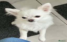 Chihuahua dogs for sale: Absolutely gorgeous White Longcoat Boy  - Image 2
