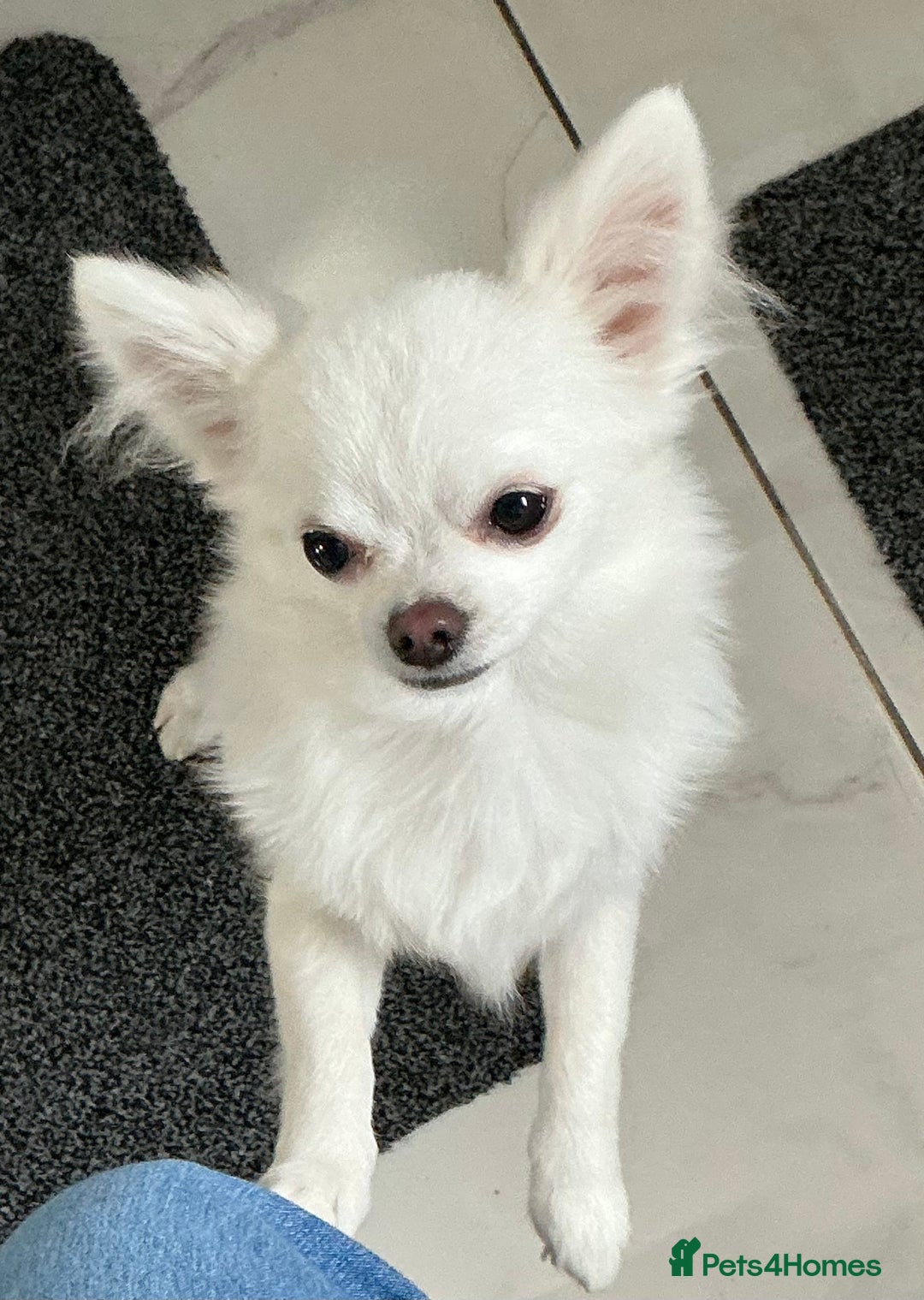Chihuahua dogs for sale: Absolutely gorgeous White Longcoat Boy  - Image 2