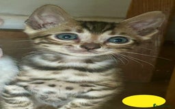Bengal cats for sale: Update 3 Pedigree Bengals kittens for reservation  - Image 13