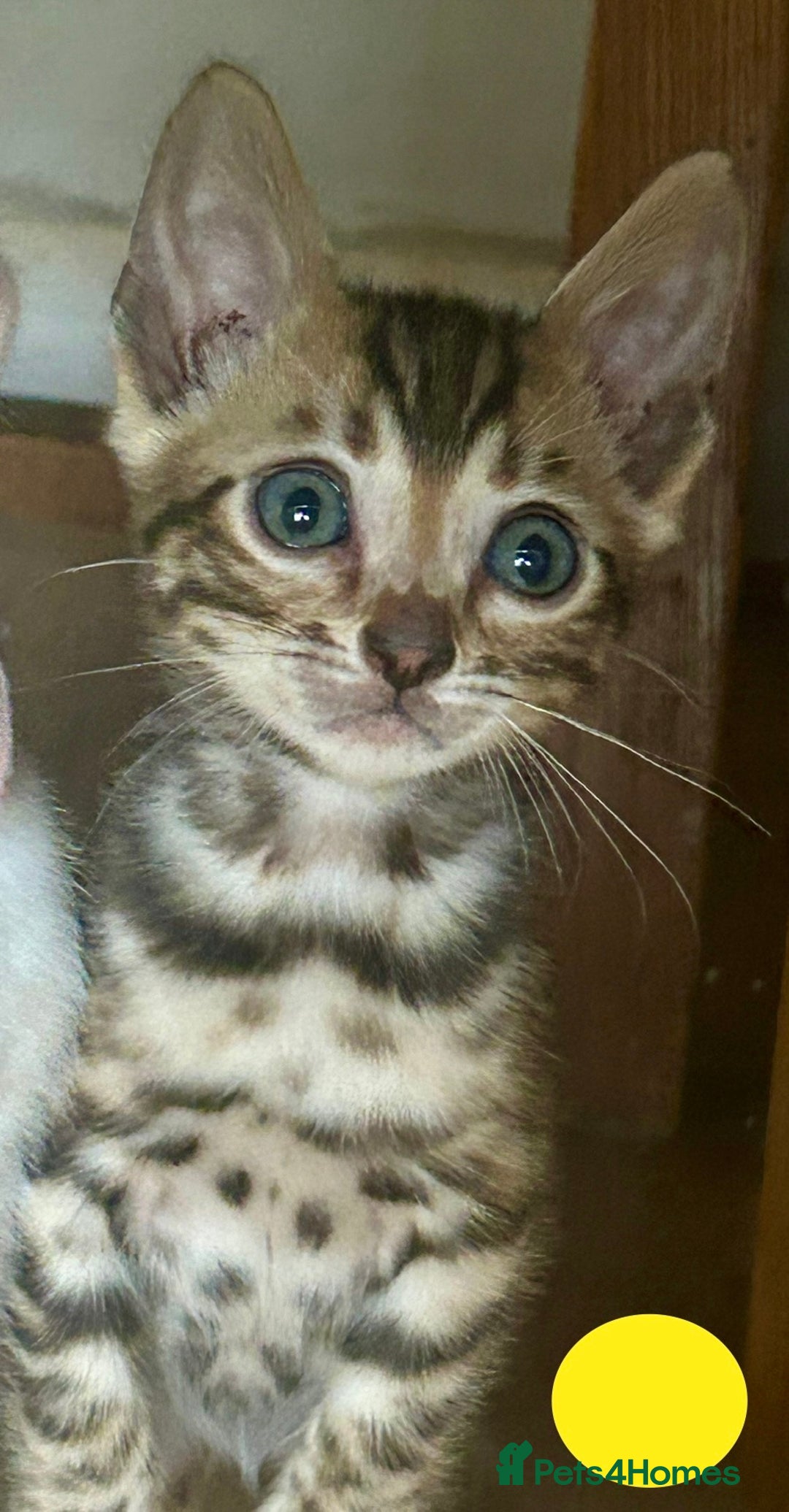 Bengal cats for sale: Update 3 Pedigree Bengals kittens for reservation  - Image 13