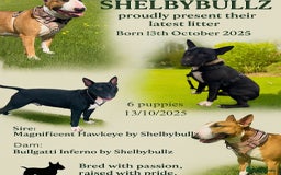 Bull Terrier dogs for sale: Stunning bull terrier pups - Image 6