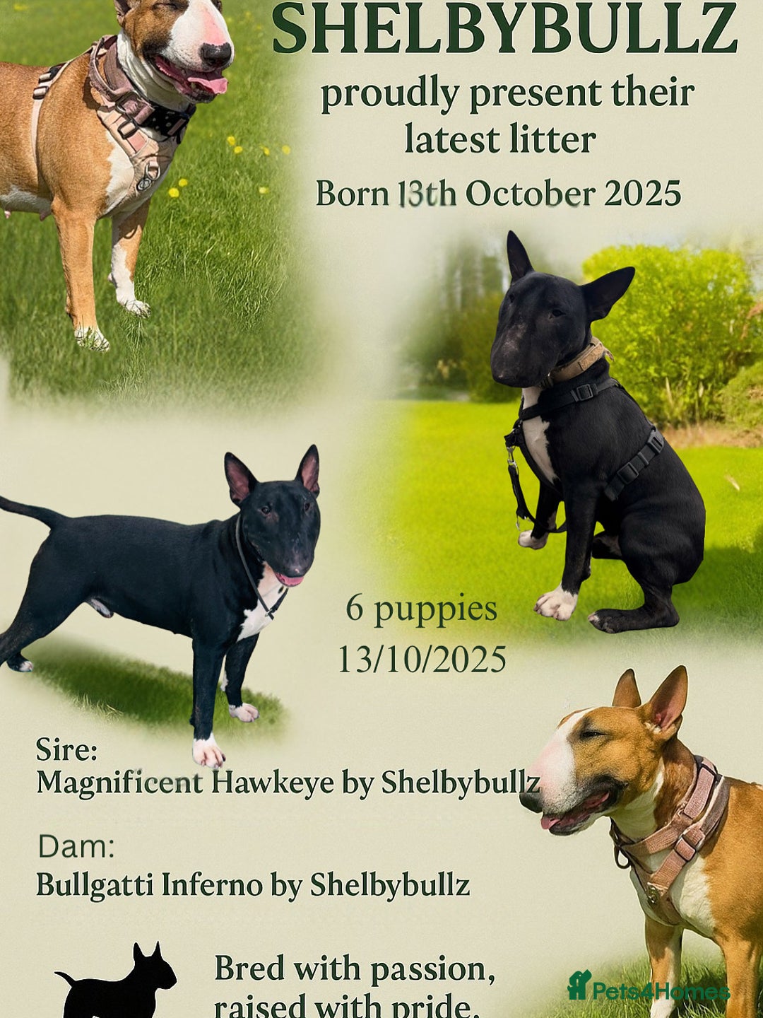 Bull Terrier dogs for sale: Stunning bull terrier pups - Image 6