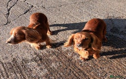 Cocker Spaniel dogs for sale: LOOKING FOR A NEW LOVING HOME - Advert 2