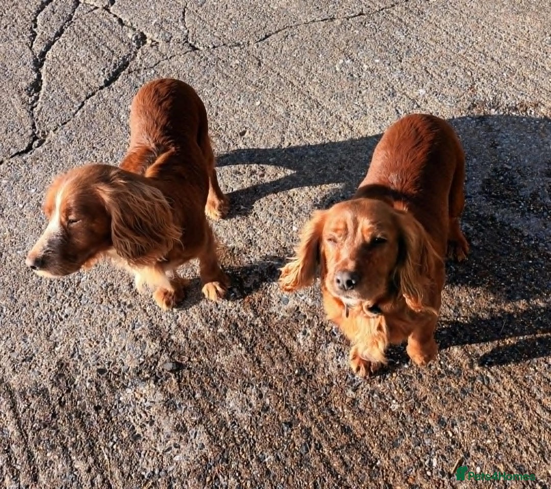 Cocker Spaniel dogs for sale: LOOKING FOR A NEW LOVING HOME - Advert 2