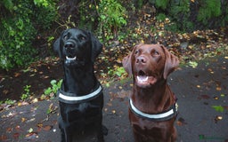 Labrador Retriever dogs for sale: KC Registered Black and Chocolate Labradors - Image 12