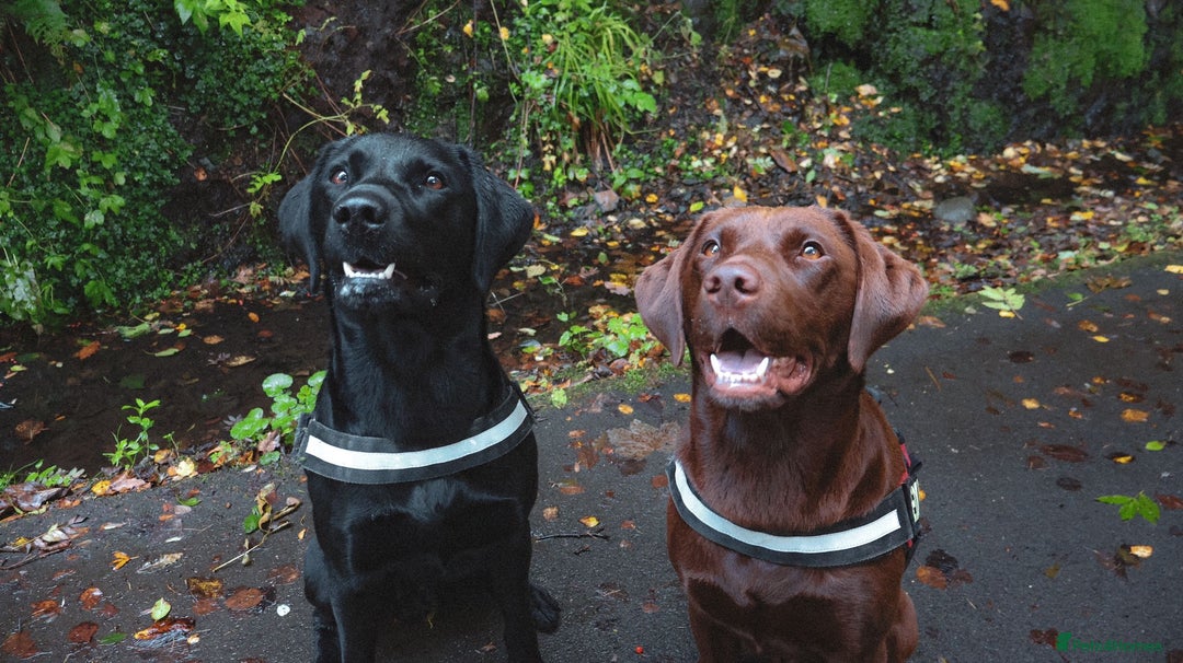 Labrador Retriever dogs for sale: KC Registered Black and Chocolate Labradors - Image 12